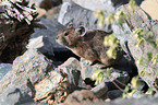 American pika