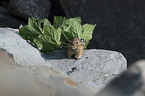 American pika