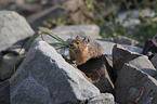 American pika