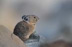 American pika