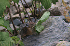 American pika