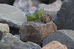 American pika