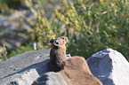 American pika