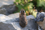 American pika