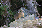 American pika