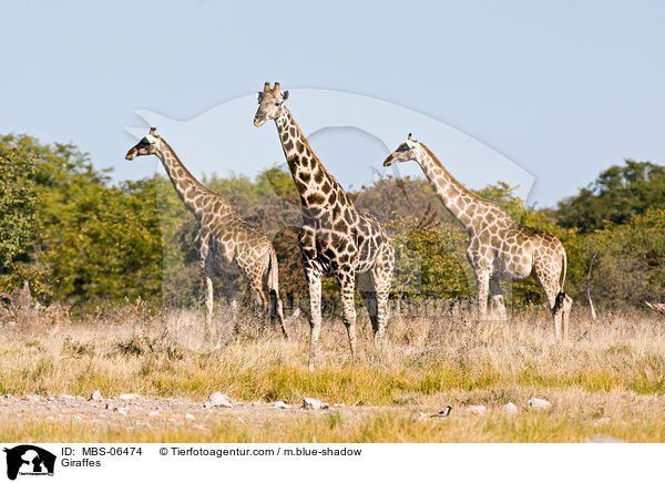 Giraffes / MBS-06474