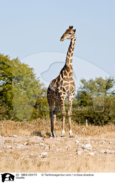 Giraffe / MBS-06475