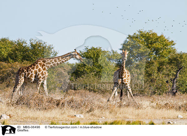 Giraffes / MBS-06496