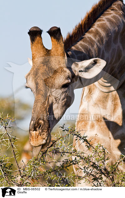 Angola-Giraffe / Giraffe / MBS-06502