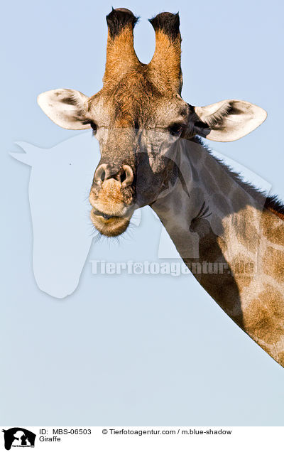 Giraffe / MBS-06503