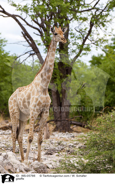 Angola-Giraffe / giraffe / WS-05766