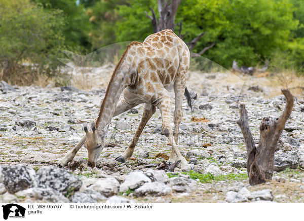 Angola-Giraffe / giraffe / WS-05767