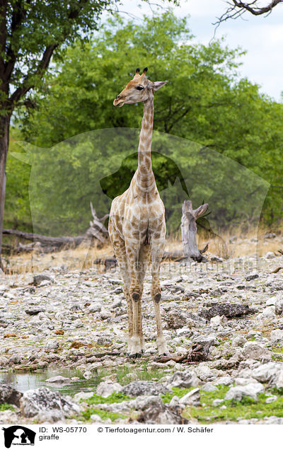 Angola-Giraffe / giraffe / WS-05770