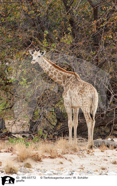 Angola-Giraffe / giraffe / WS-05772
