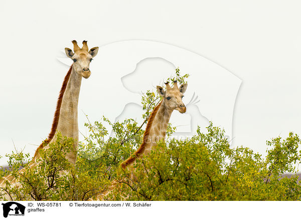 giraffes / WS-05781