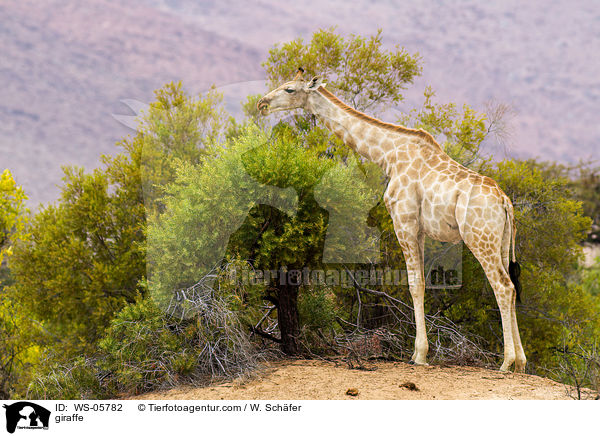 Angola-Giraffe / giraffe / WS-05782