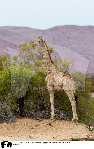 giraffe / WS-05783