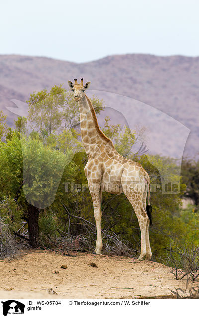 giraffe / WS-05784