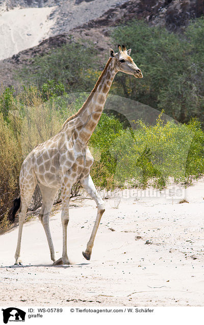 Angola-Giraffe / giraffe / WS-05789