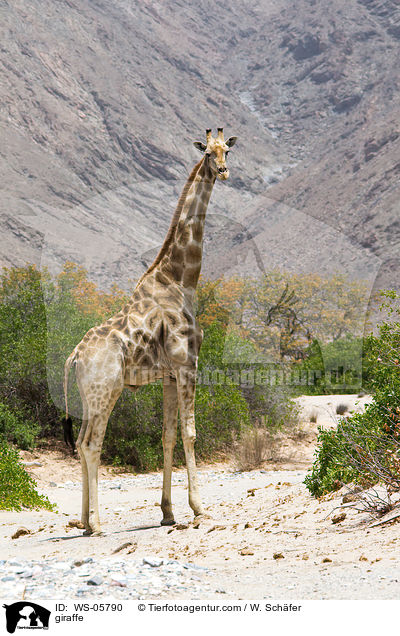 Angola-Giraffe / giraffe / WS-05790