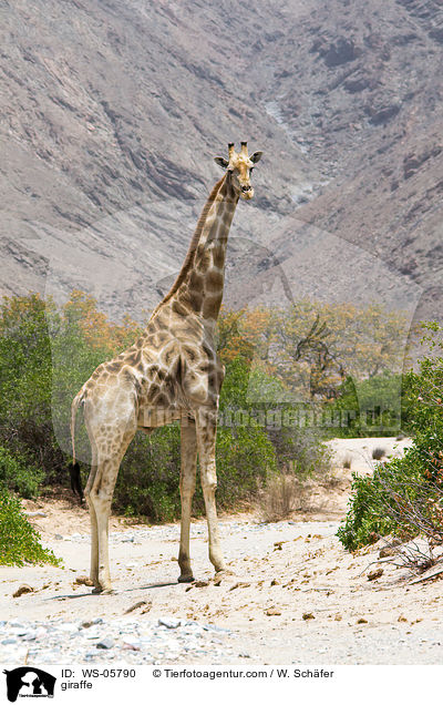 giraffe / WS-05790
