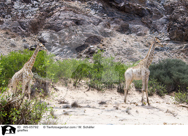 Angola-Giraffen / giraffes / WS-05792