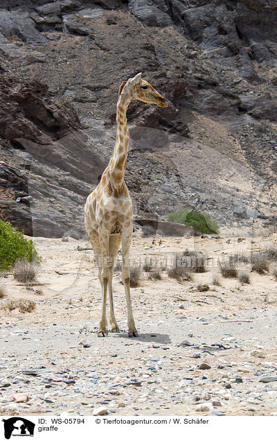 giraffe / WS-05794