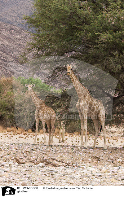 Angola-Giraffen / giraffes / WS-05800
