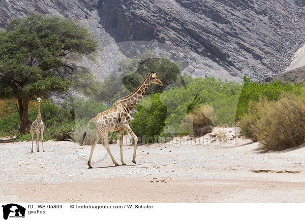 Angola-Giraffen / giraffes / WS-05803