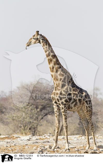Angola Giraffe / MBS-12351