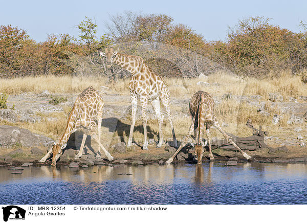 Angola-Giraffen / Angola Giraffes / MBS-12354