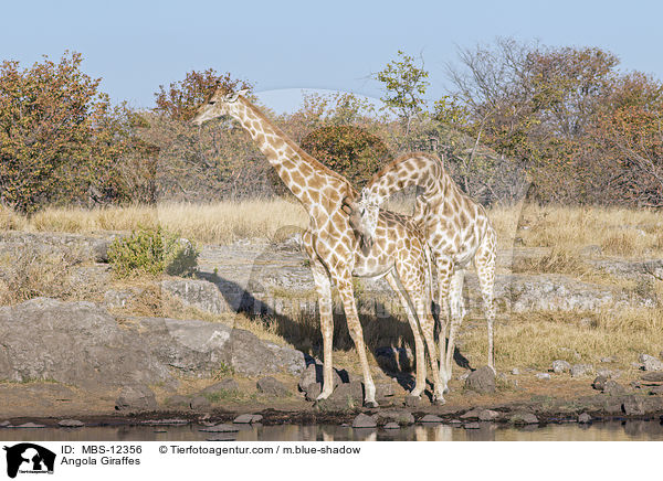 Angola-Giraffen / Angola Giraffes / MBS-12356