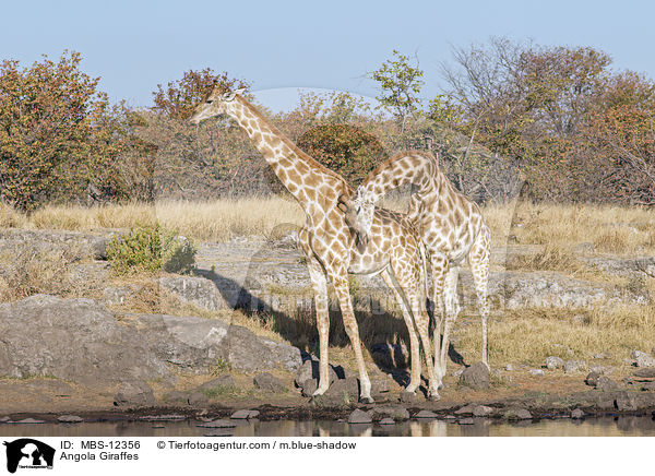 Angola Giraffes / MBS-12356