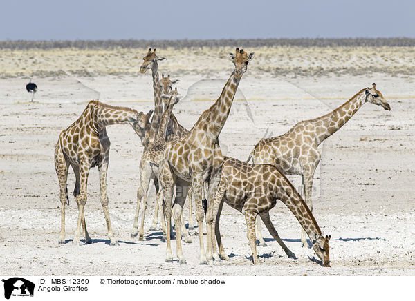 Angola-Giraffen / Angola Giraffes / MBS-12360