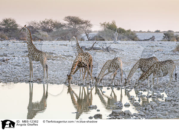 Angola Giraffes / MBS-12362