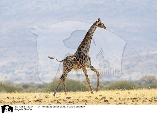 Angola Giraffe / MBS-12364