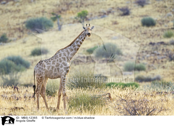 Angola-Giraffe / Angola Giraffe / MBS-12365