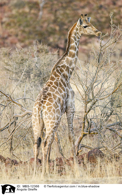 Angola-Giraffe / Angola Giraffe / MBS-12366