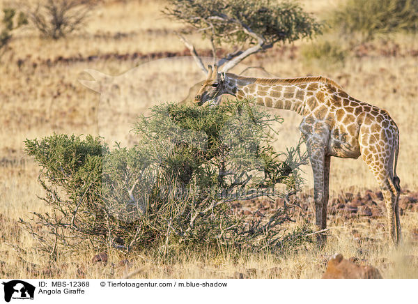 Angola Giraffe / MBS-12368