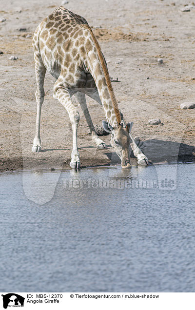 Angola-Giraffe / Angola Giraffe / MBS-12370