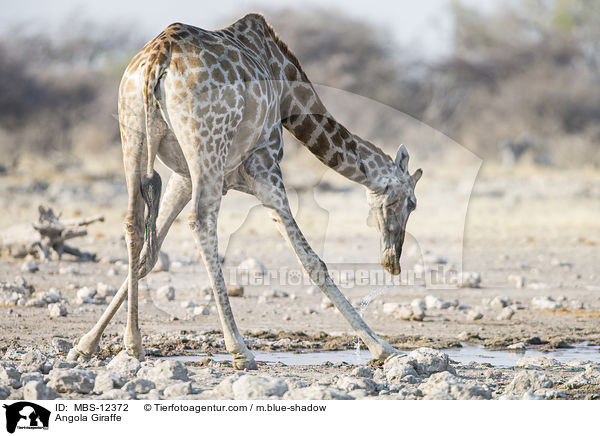 Angola-Giraffe / Angola Giraffe / MBS-12372