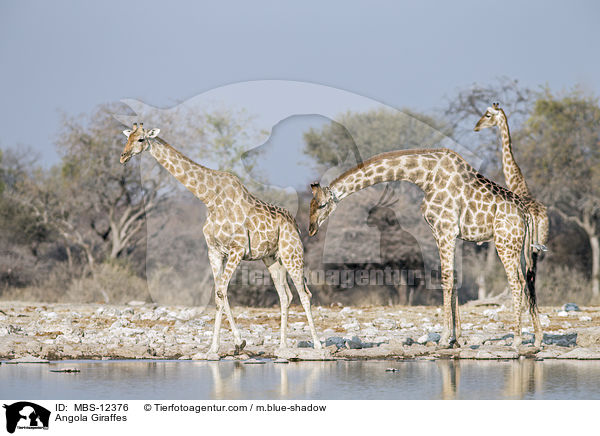 Angola Giraffes / MBS-12376