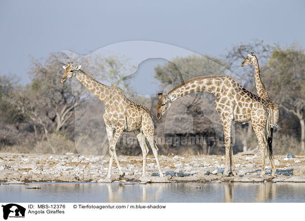 Angola-Giraffen / Angola Giraffes / MBS-12376