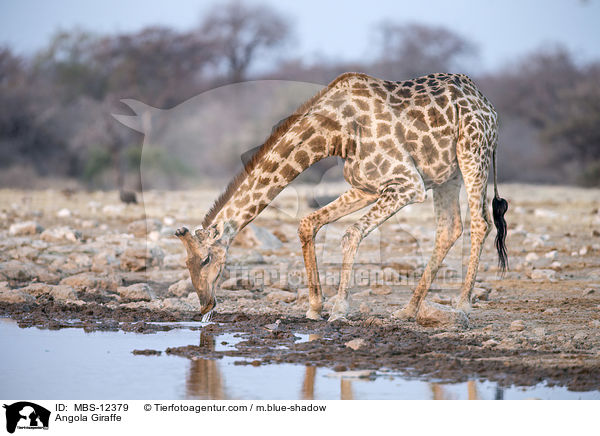 Angola-Giraffe / Angola Giraffe / MBS-12379