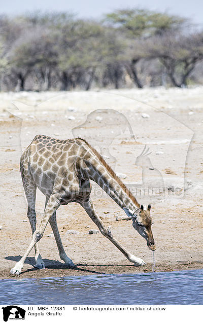 Angola Giraffe / MBS-12381