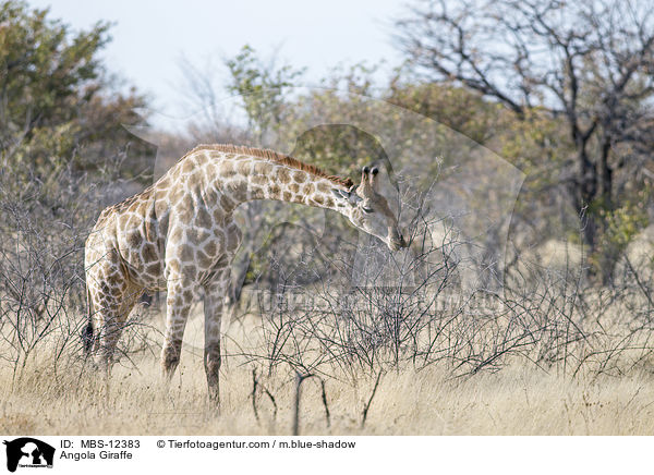 Angola-Giraffe / Angola Giraffe / MBS-12383