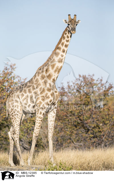 Angola Giraffe / MBS-12385