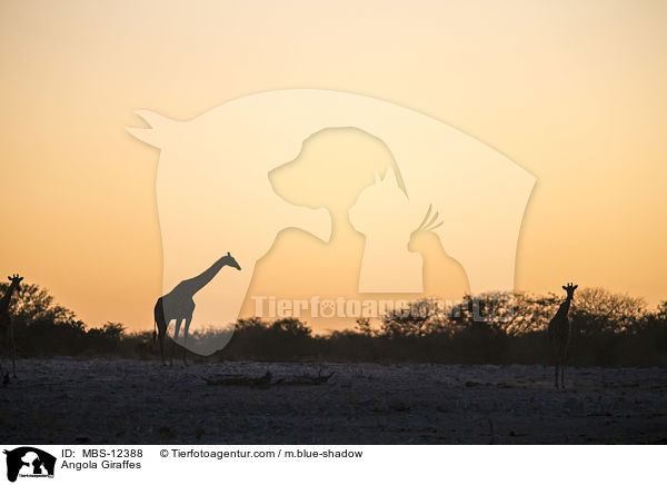 Angola Giraffes / MBS-12388