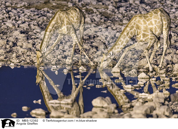 Angola-Giraffen / Angola Giraffes / MBS-12392