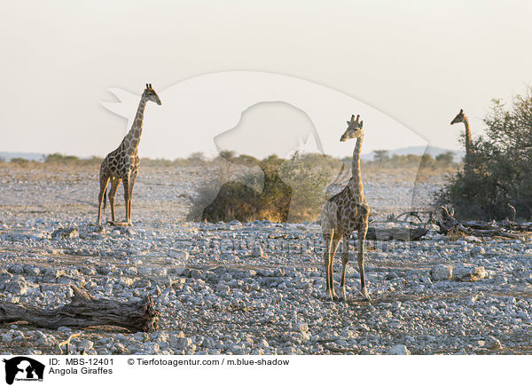 Angola-Giraffen / Angola Giraffes / MBS-12401